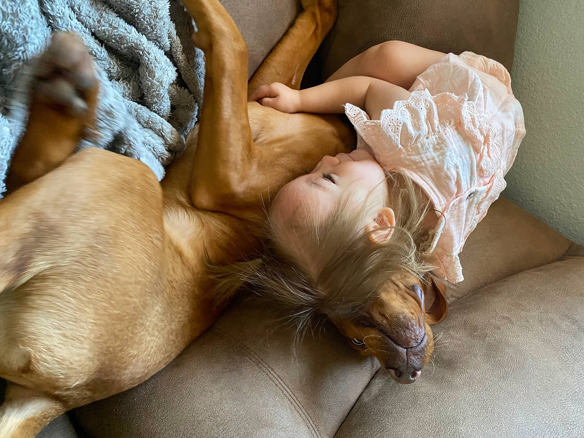 Bow joined the competition — help win amazing prizes! carnivore, comfort, companion_dog, couch, dog, dog_breed, dress, fawn, felidae, foot, fur, hair, human_body, human_leg, leg, linens, liver, nap, terrestrial_animal, whiskers