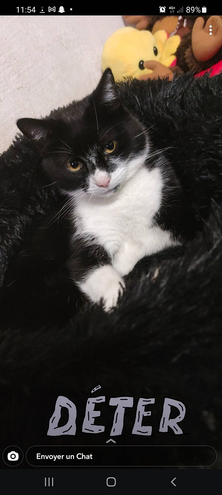 Alpha a rejoint le concours — aidez-le/la à gagner de superbes lots ! carnivore, cat, darkness, domestic_short_haired_cat, felidae, fur, grass, monochrome, monochrome_photography, photo_caption, small_to_medium_sized_cats, snout, tail, tree, whiskers, window