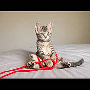 Milo joined the competition — help win amazing prizes! animal, bed, cat, cozy, curious, cute, feline, fur, indoor, kitten, paws, pet, playing, relaxed, soft, string, tabby, tail, whiskers, young
