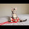 kitten, cat, tabby, playing, string, bed, indoor, pet, feline, cute, fur, animal, whiskers, paws, tail, young, curious, relaxed, cozy, soft