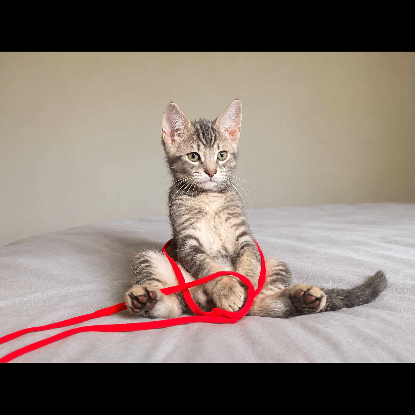 Milo joined the competition — help win amazing prizes! animal, bed, cat, cozy, curious, cute, feline, fur, indoor, kitten, paws, pet, playing, relaxed, soft, string, tabby, tail, whiskers, young