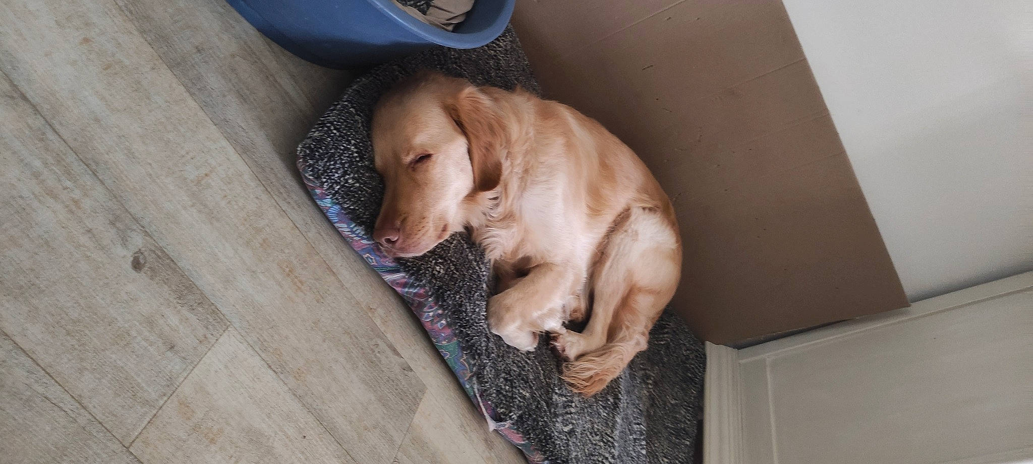 Oracle a rejoint le concours — aidez-le/la à gagner de superbes lots ! carnivore, comfort, companion_dog, dog, dog_breed, dog_supply, fawn, fender, flooring, gun_dog, hardwood, hubcap, liver, paw, pet_supply, retriever, tail, whiskers, wood, working_animal