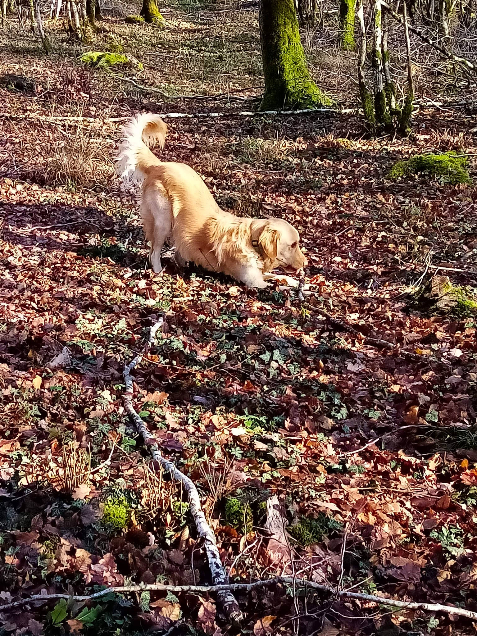 Oracle participe au concours pour gagner de l'argent avec cette photo : carnivore, companion_dog, deciduous, dog, dog_breed, fawn, felidae, grass, groundcover, leaf, natural_landscape, people_in_nature, plant, sunlight, tail, terrestrial_animal, tints_and_shades, tree, trunk, wood