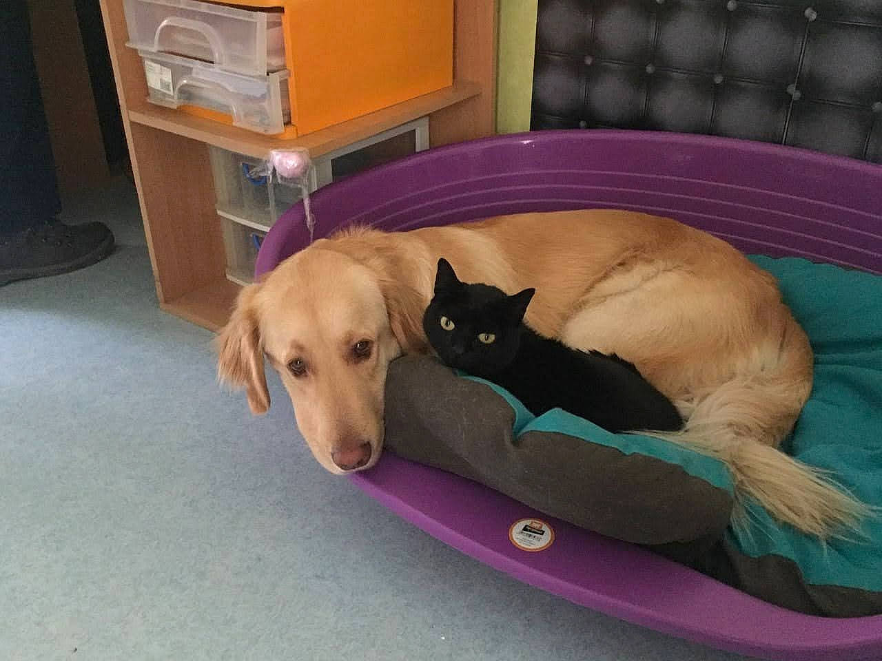 Oracle a rejoint le concours — aidez-le/la à gagner de superbes lots ! bean_bag, cabinetry, carnivore, chest_of_drawers, collar, comfort, companion_dog, couch, cupboard, dog, dog_bed, dog_breed, dog_supply, drawer, fawn, flooring, furniture, hardwood, pet_supply, working_animal