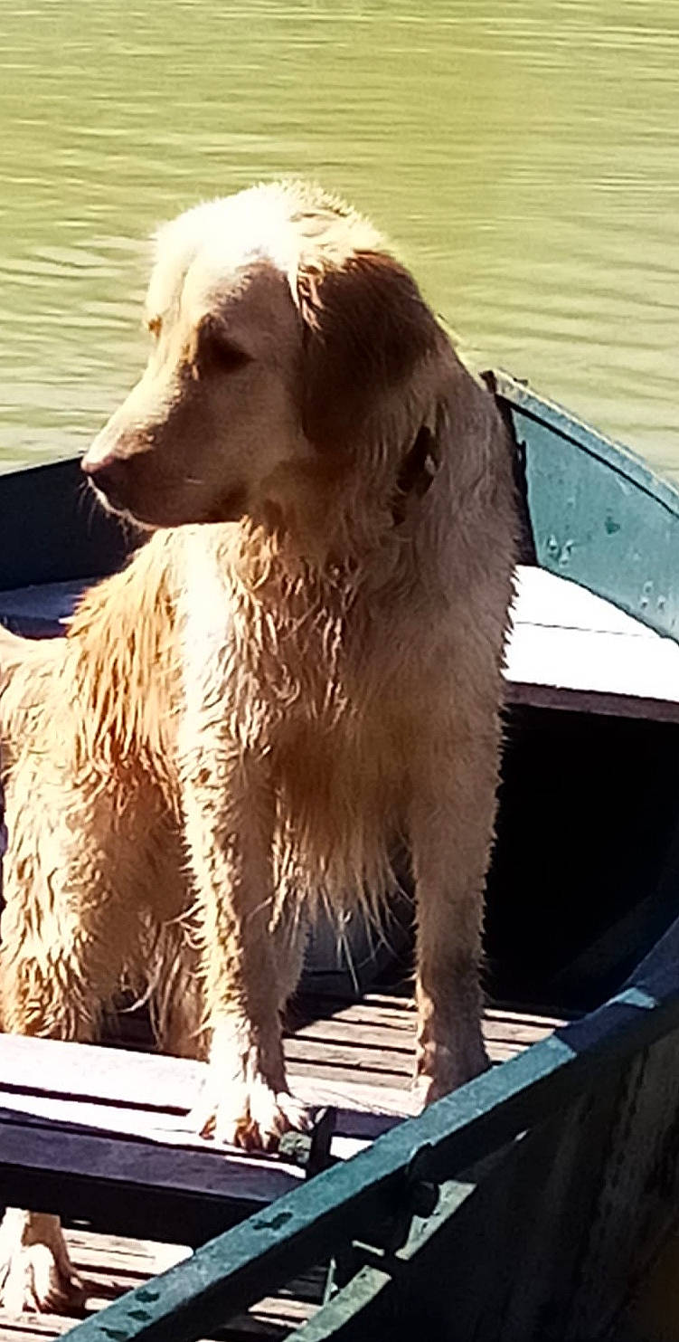 Oracle participe au concours pour gagner de l'argent avec cette photo : ancient_dog_breeds, boat, canidae, carnivore, companion_dog, dog, dog_breed, fur, giant_dog_breed, gun_dog, retriever, snout, sporting_group, terrestrial_animal, vehicle, water, windshield, wood, working_animal, working_dog