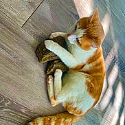 Bori Baby is registered to the contest to win money with this photo: cat, orange_and_white_cat, indoor, wooden_floor, rock, sunlight, shadow, playful, pet, feline, paw, fur, tail, relaxing, animal, domestic, cute, whiskers, home, natural_light