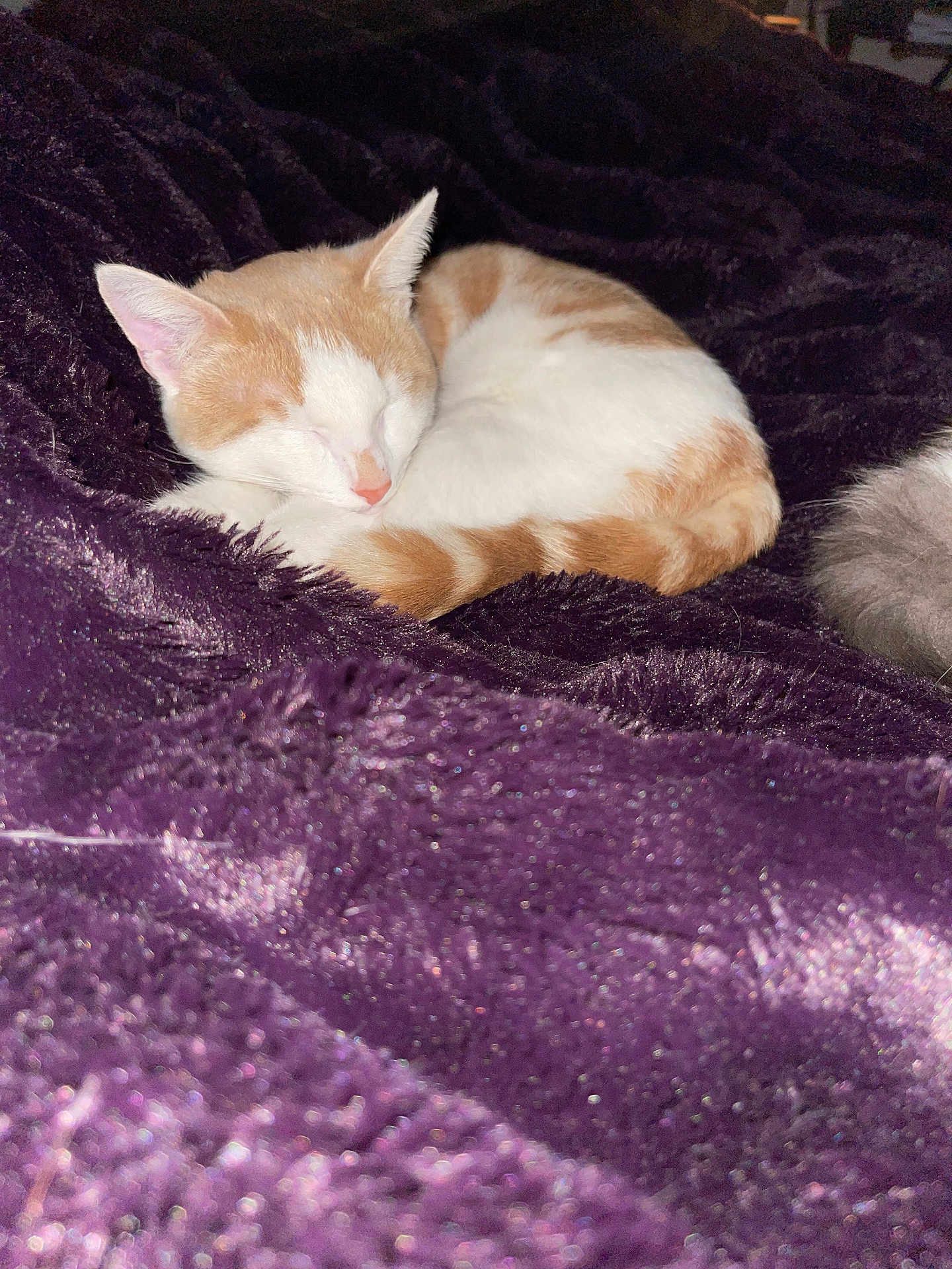 Bori Baby joined the competition — help win amazing prizes! cat, sleeping, orange_and_white, curled_up, blanket, purple, plush, cozy, fur, pet, domestic_animal, resting, indoor, cute, animal, whiskers, tail, relaxation, soft, nap