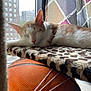Bori Baby is registered to the contest to win money with this photo: cat, sleeping, orange_and_white, leopard_print, perch, basketball, window, building, indoor, pet, relaxing, fur, sunlight, daylight, quiet, cozy, resting, animal, closeup, soft_texture