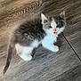 kitten, cat, gray, white, fluffy, pet, animal, floor, wooden_floor, indoor, young, small, cute, fur, whiskers, tail, looking_up, playful, meowing, domestic