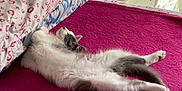Rukutungu is registered to the contest to win money with this photo: cat, sleeping, bed, blanket, pillow, indoor, cozy, feline, pet, resting, fluffy, pink, white, gray, relaxed, stretching, fur, cute, animal, soft