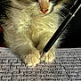 kitten, cat, pen, notebook, writing, paw, fur, closeup, indoor, pet, animal, cute, young, whiskers, eyes, handwriting, lined_paper, black_background, feline, focused