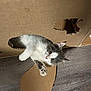 Rukutungu is registered to the contest to win money with this photo: cat, kitten, cardboard_box, hole, floor, playful, pet, curious, paw, fur, white, gray, indoor, cute, animal, young, looking, wide_eyes, domestic, feline
