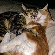 Oshala is registered to the contest to win money with this photo: cat, cats, sleeping, snuggling, cozy, blanket, fur, pets, animal, domestic_animal, whiskers, cute, resting, companion, closeup, mammal, tabby, orange_cat, paw, indoor