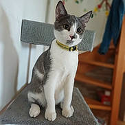 Anatole a rejoint le concours — aidez-le/la à gagner de superbes lots ! cat, gray_and_white, sitting, cat_tree, indoor, collar, pet, feline, curious, ears, whiskers, floor, staircase, wall, decor, furniture, animal, domestic, cute, portrait