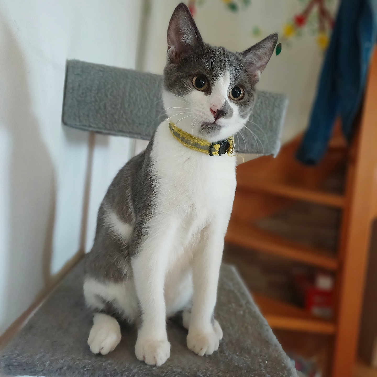 Anatole a rejoint le concours — aidez-le/la à gagner de superbes lots ! animal, cat, cat_tree, collar, curious, cute, decor, domestic, ears, feline, floor, furniture, gray_and_white, indoor, pet, portrait, sitting, staircase, wall, whiskers