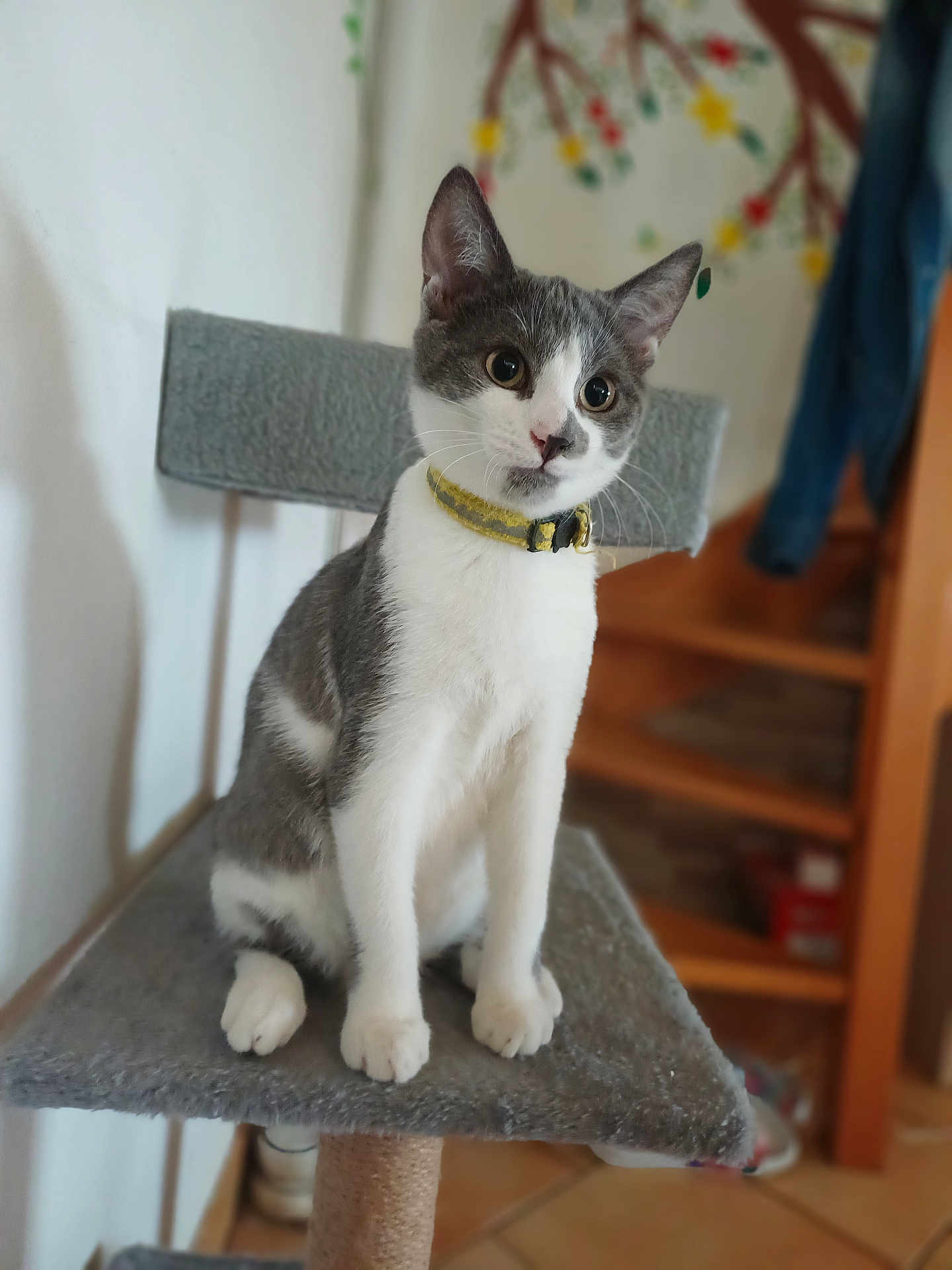 Anatole a rejoint le concours — aidez-le/la à gagner de superbes lots ! cat, gray_and_white, sitting, cat_tree, indoor, collar, pet, feline, curious, ears, whiskers, floor, staircase, wall, decor, furniture, animal, domestic, cute, portrait