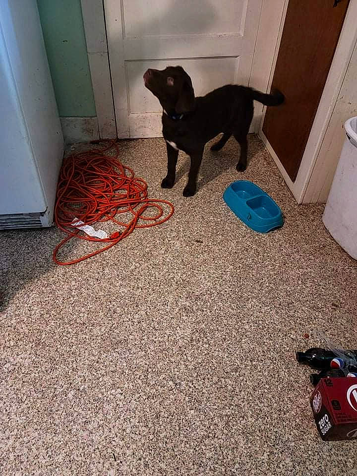 Duke is registered to the contest to win money with this photo: borador, carnivore, collar, companion_dog, dog, dog_breed, door, fawn, floor, flooring, guard_dog, gun_dog, hardwood, home_door, paper_towel, pet_supply, sporting_group, tail, wood, working_animal