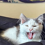 Mochi a rejoint le concours — aidez-le/la à gagner de superbes lots ! cat, kitten, yawning, tongue_out, white_fur, gray_fur, pet, animal, cute, cozy, blanket, indoor, resting, fur, whiskers, close_up, portrait, sleepy, domestic_cat, feline