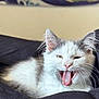 cat, kitten, yawning, tongue_out, white_fur, gray_fur, pet, animal, cute, cozy, blanket, indoor, resting, fur, whiskers, close_up, portrait, sleepy, domestic_cat, feline