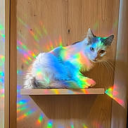 Mochi participe au concours pour gagner de l'argent avec cette photo : animal, calm, cat, colorful_reflections, cute, domestic_cat, ears, feline, fur, gray_patches, indoor, light_pattern, pet, rainbow_light, relaxing, sitting, whiskers, white_cat, wood_background, wooden_shelf