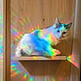 animal, calm, cat, colorful_reflections, cute, domestic_cat, ears, feline, fur, gray_patches, indoor, light_pattern, pet, rainbow_light, relaxing, sitting, whiskers, white_cat, wood_background, wooden_shelf