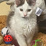 kitten, cat, toy, plush_toy, blanket, indoor, pet, cute, furry, small_animal, green_eyes, white_fur, gray_fur, curious, soft_texture, animal_play, pet_bed, close_up, domestic_cat, cozy