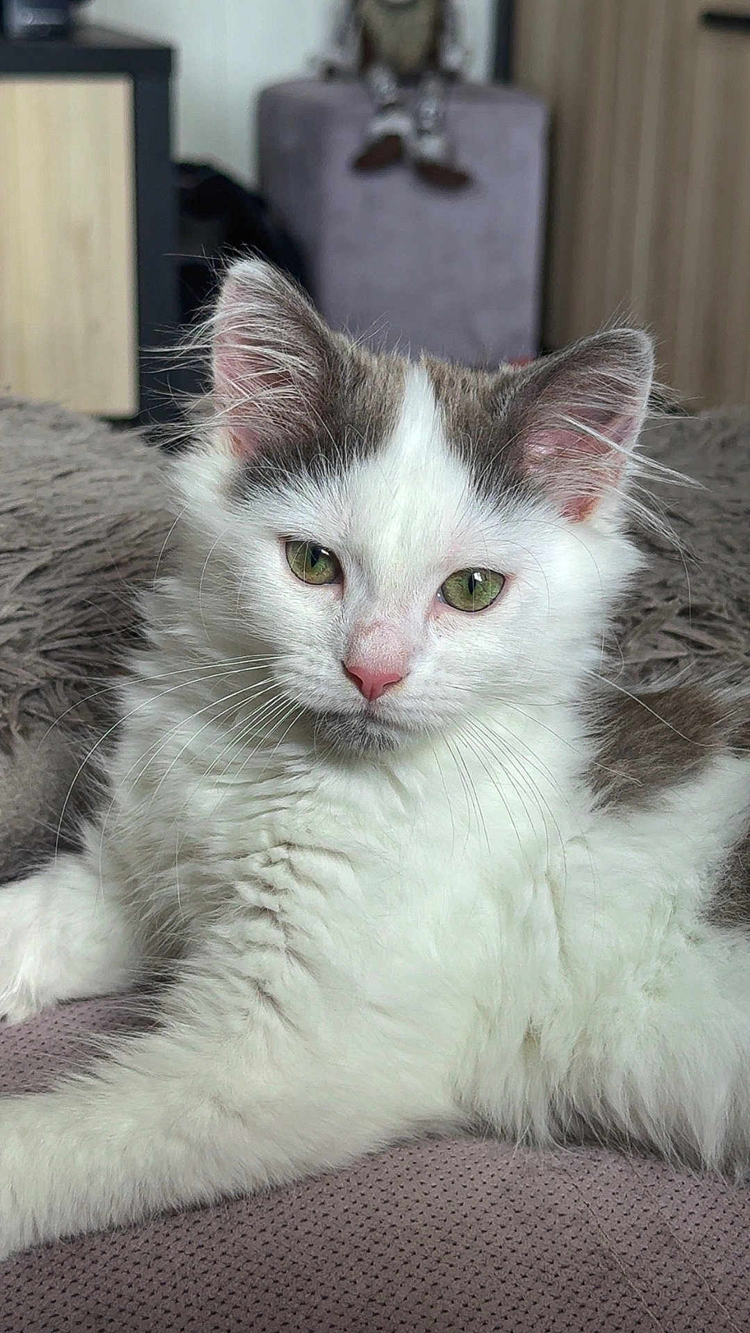 Mochi a rejoint le concours — aidez-le/la à gagner de superbes lots ! cat, kitten, furry, pet, animal, white, gray, green_eyes, closeup, portrait, relaxed, indoor, cute, whiskers, soft, lying_down, fur, young, domestic_cat, cozy