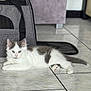 Mochi a rejoint le concours — aidez-le/la à gagner de superbes lots ! kitten, cat, pet, indoor, floor, tile_floor, gray, white, fur, relaxed, cute, animal, domestic_cat, pet_carrier, furniture, chair, calm, young_cat, laying_down, curious