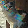 cat, fluffy, rainbow_light, prism_effect, indoor, wooden_wall, cushion, pet, animal, feline, whiskers, light_and_shadow, colorful, sitting, fur, closeup, natural_light, domestic_cat, portrait, cute