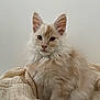 Akuma a rejoint le concours — aidez-le/la à gagner de superbes lots ! kitten, cat, fluffy, cream_color, pet, animal, furry, ears, cute, whiskers, blanket, cozy, indoor, portrait, young, feline, soft, sitting, curious, light_background