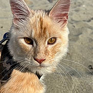 Akuma participe au concours pour gagner de l'argent avec cette photo : cat, close_up, animal, pet, fur, whiskers, ears, golden_eyes, outdoor, beach, sand, harness, curious, mammal, feline, portrait, sunlight, nature, cute, young_cat