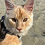 cat, close_up, animal, pet, fur, whiskers, ears, golden_eyes, outdoor, beach, sand, harness, curious, mammal, feline, portrait, sunlight, nature, cute, young_cat