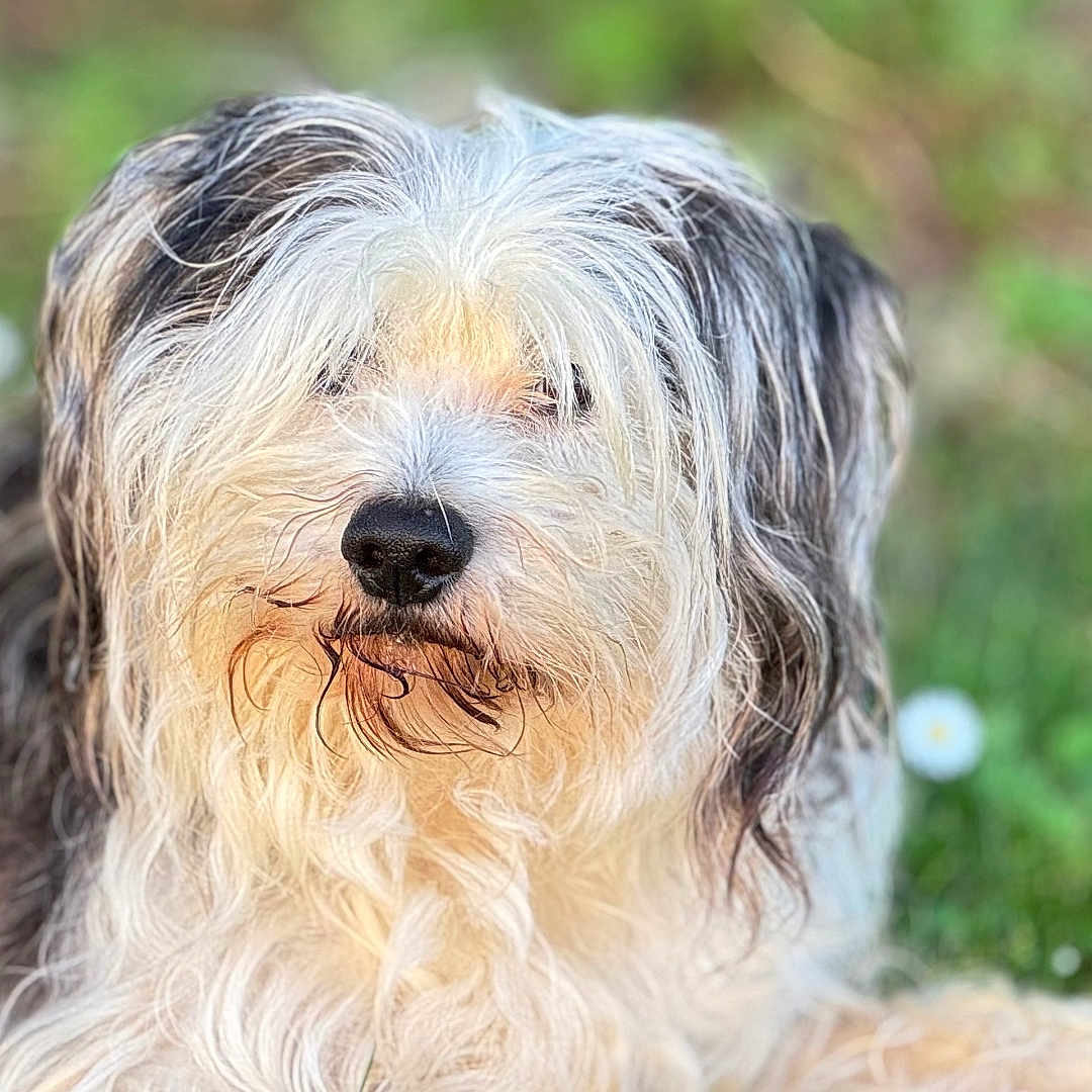 Moliere a rejoint le concours — aidez-le/la à gagner de superbes lots ! dog, fluffy, long_hair, outdoor, grass, greenery, flower, pet, animal, nature, cute, relaxed, lying_down, fur, portrait, mammal, canine, summer, daylight, closeup