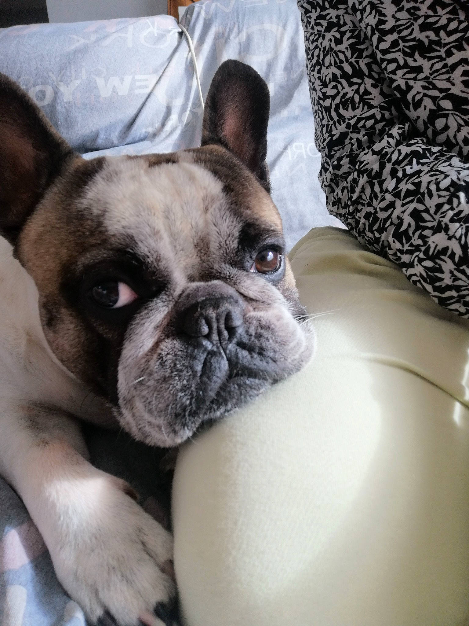 Navy participe au concours pour gagner de l'argent avec cette photo : bulldog, canidae, carnivore, companion_dog, dog, dog_breed, fawn, french_bulldog, linens, mammal, non_sporting_group, pug, puppy, skin, snout, toy_dog, vertebrate, whiskers, working_animal, wrinkle