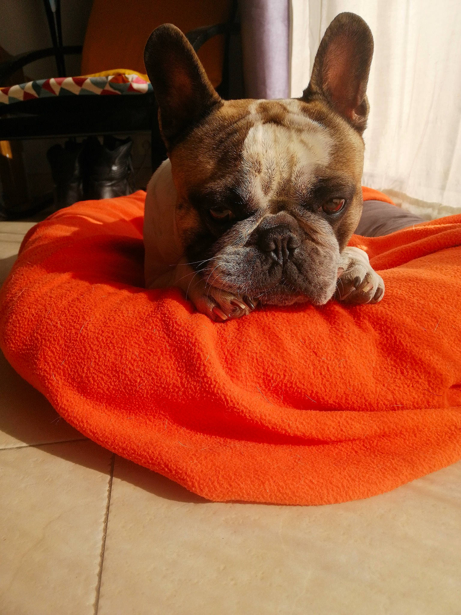 Navy participe au concours pour gagner de l'argent avec cette photo : bulldog, canidae, carnivore, comfort, companion_dog, dog, dog_bed, dog_breed, dog_supply, fawn, french_bulldog, mammal, non_sporting_group, orange, pet_supply, snout, toy_dog, vertebrate, working_animal, wrinkle
