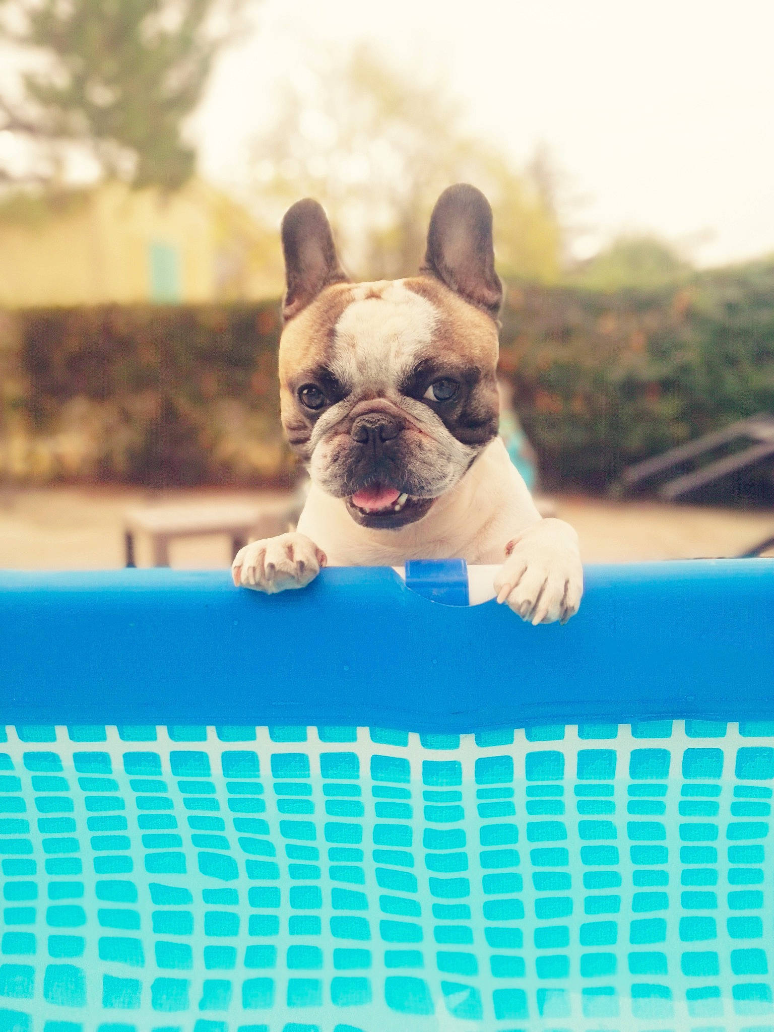 Navy participe au concours pour gagner de l'argent avec cette photo : aqua, boston_terrier, bulldog, canidae, carnivore, companion_dog, dog, dog_breed, dog_supply, fawn, french_bulldog, mesh, net, non_sporting_group, puppy, snout, terrestrial_animal, toy_dog, working_animal, working_dog