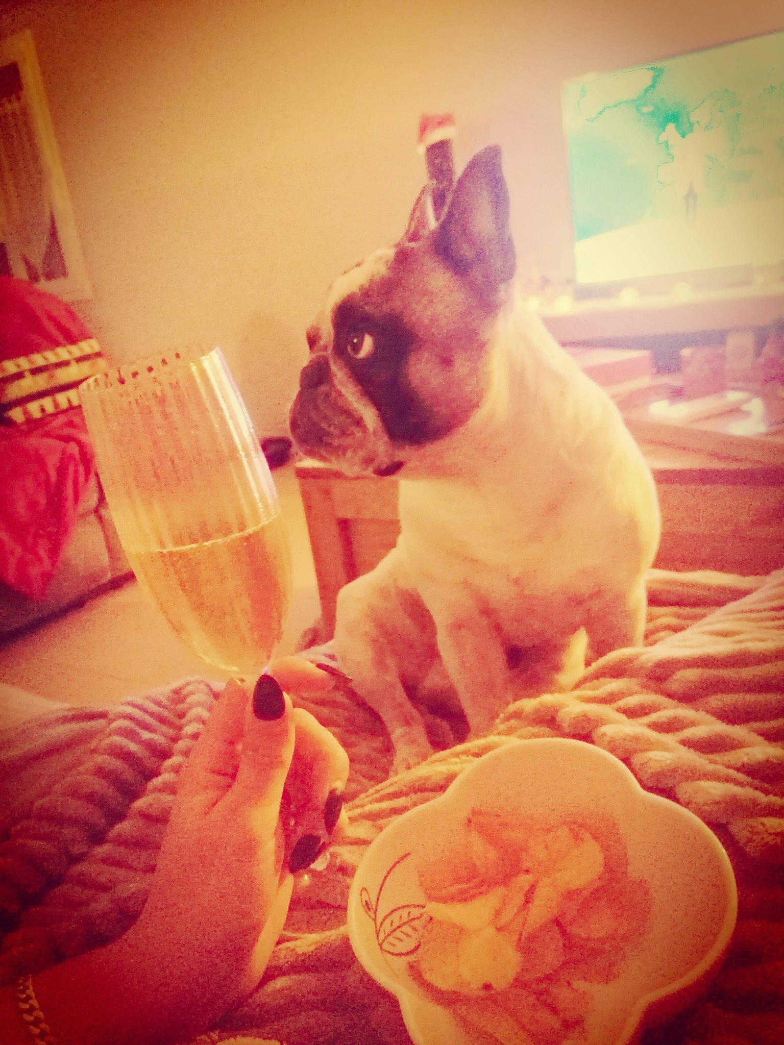 Navy participe au concours pour gagner de l'argent avec cette photo : boston_terrier, canidae, carnivore, coffee_cup, cup, dishware, dog, dog_breed, fawn, french_bulldog, non_sporting_group, peach, plate, pug, puppy, snout, toy_dog, wine_glass, working_animal