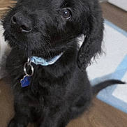 Blue is registered to the contest to win money with this photo: puppy, dog, black_fur, collar, pet, indoor, floor, cute, animal, young_dog, sitting, looking_up, fur, ears, tail, domestic_animal, canine, adorable, companion, household