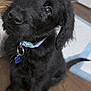 puppy, dog, black_fur, collar, pet, indoor, floor, cute, animal, young_dog, sitting, looking_up, fur, ears, tail, domestic_animal, canine, adorable, companion, household