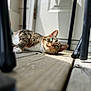 Phoenix is registered to the contest to win money with this photo: cat, tabby_cat, green_eyes, whiskers, paw, wooden_floor, porch, sunlight, sunlight_patch, lounging, pet, domestic_cat, closeup, shallow_depth_of_field, chair_leg, furniture_leg, door, human_arm, relaxed, portrait