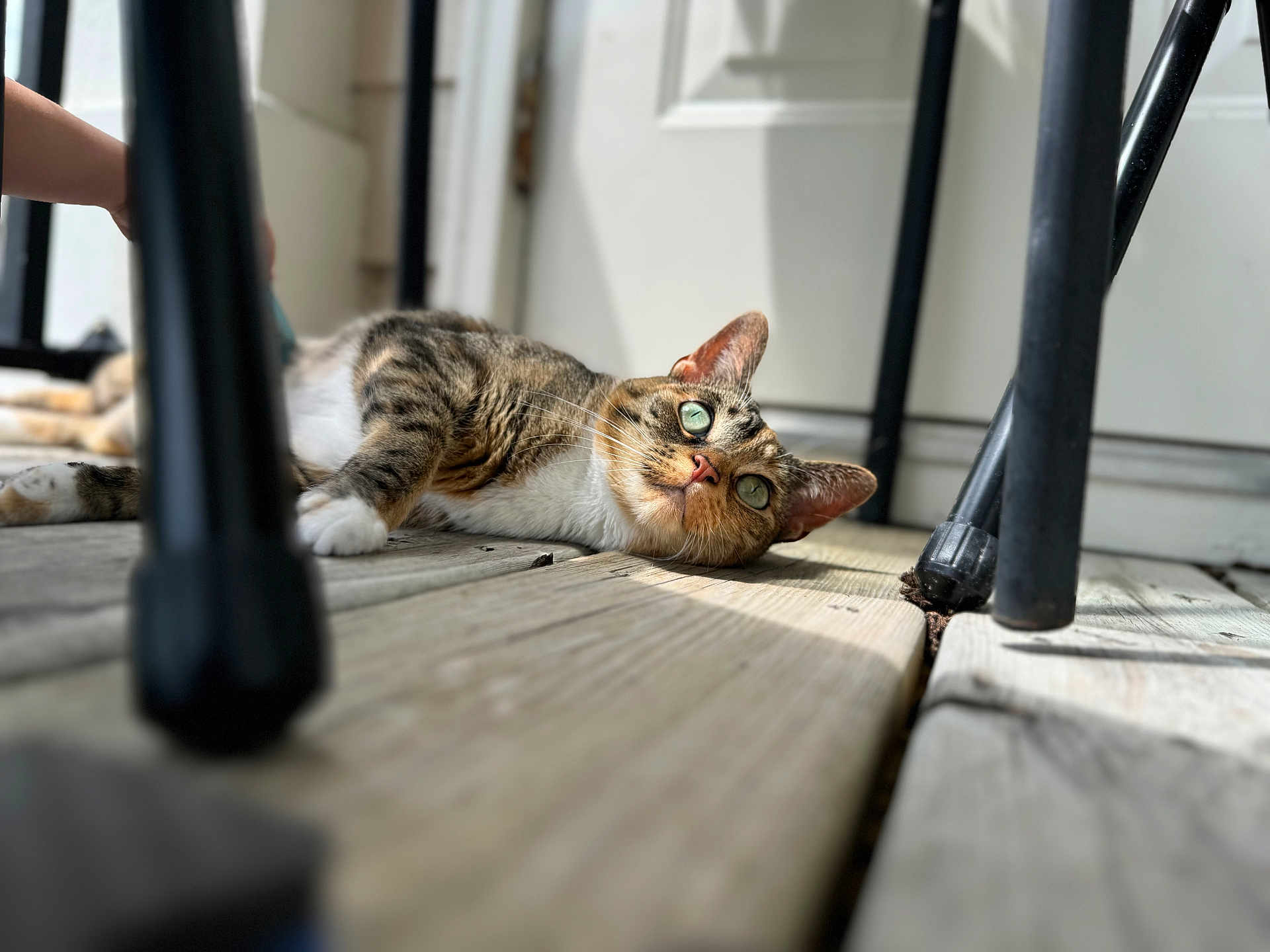 Phoenix is registered to the contest to win money with this photo: cat, tabby_cat, green_eyes, whiskers, paw, wooden_floor, porch, sunlight, sunlight_patch, lounging, pet, domestic_cat, closeup, shallow_depth_of_field, chair_leg, furniture_leg, door, human_arm, relaxed, portrait