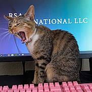 Phoenix joined the competition — help win amazing prizes! cat, yawning_cat, tabby_cat, pink_keyboard, mechanical_keyboard, monitor, computer_screen, desktop, indoor, office, pet, collar, bell, whiskers, tongue, sitting, keyboard_keys, wall, playful, home_workspace