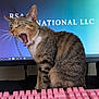 cat, yawning_cat, tabby_cat, pink_keyboard, mechanical_keyboard, monitor, computer_screen, desktop, indoor, office, pet, collar, bell, whiskers, tongue, sitting, keyboard_keys, wall, playful, home_workspace