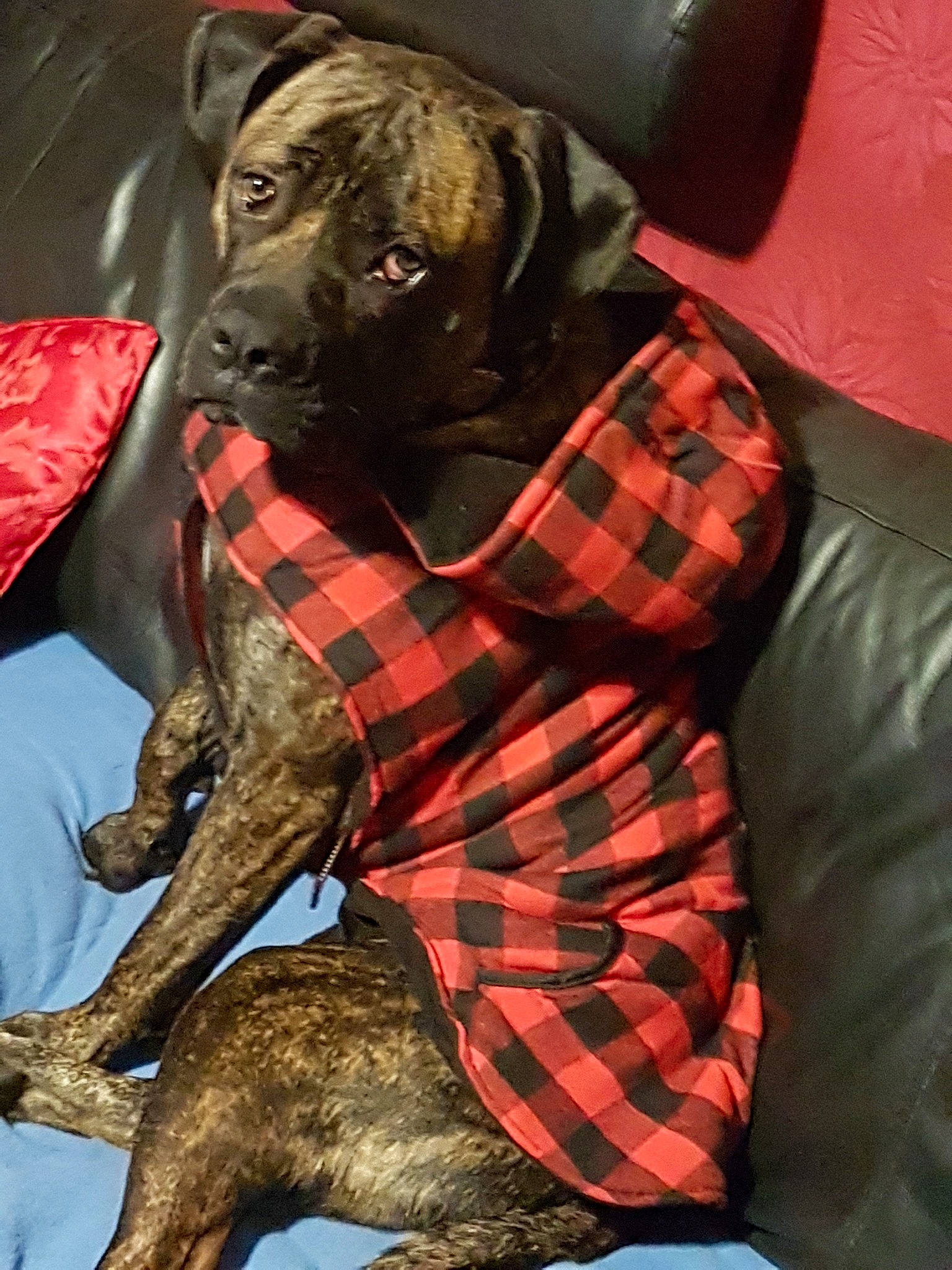 Oslo a rejoint le concours — aidez-le/la à gagner de superbes lots ! alano_espanol, alaunt, american_pit_bull_terrier, bandog, bullmastiff, cane_corso, canidae, carnivore, dog, dog_breed, guard_dog, mammal, molosser, non_sporting_group, perro_de_presa_canario, rare_breed_dog, snout, treeing_tennessee_brindle, vertebrate, working_dog