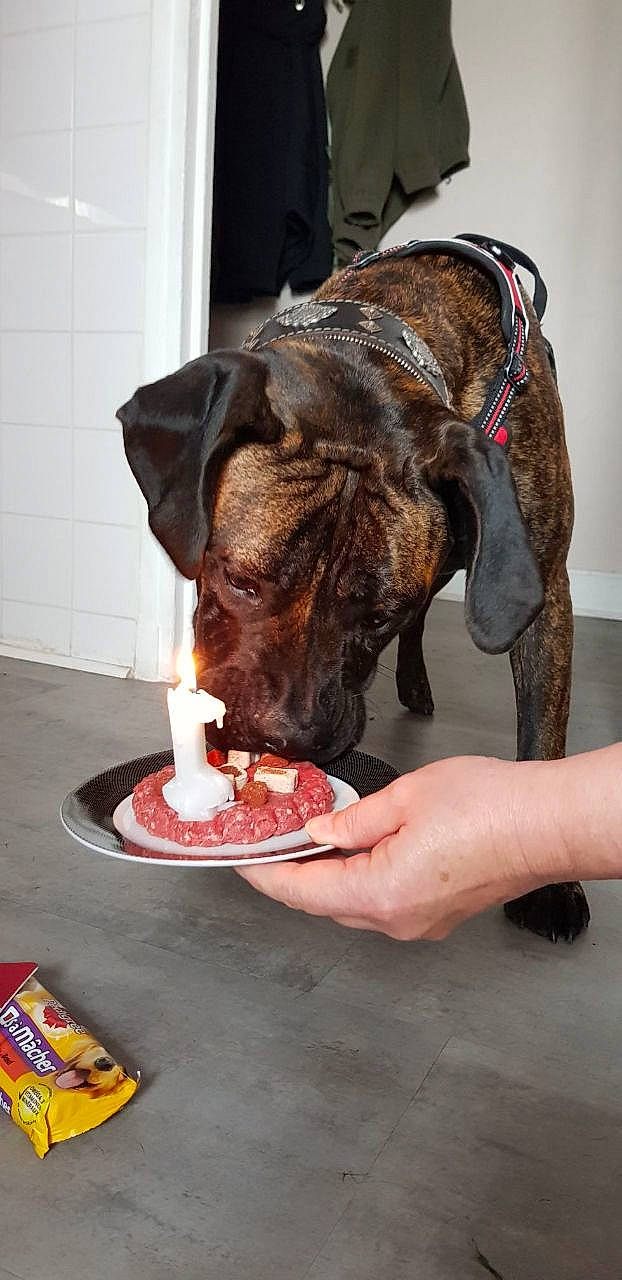 Oslo a rejoint le concours — aidez-le/la à gagner de superbes lots ! bandog, boxer, canidae, carnivore, companion_dog, dog, dog_breed, non_sporting_group, old_english_bulldog, olde_english_bulldogge, renascence_bulldogge, snout, sporting_group