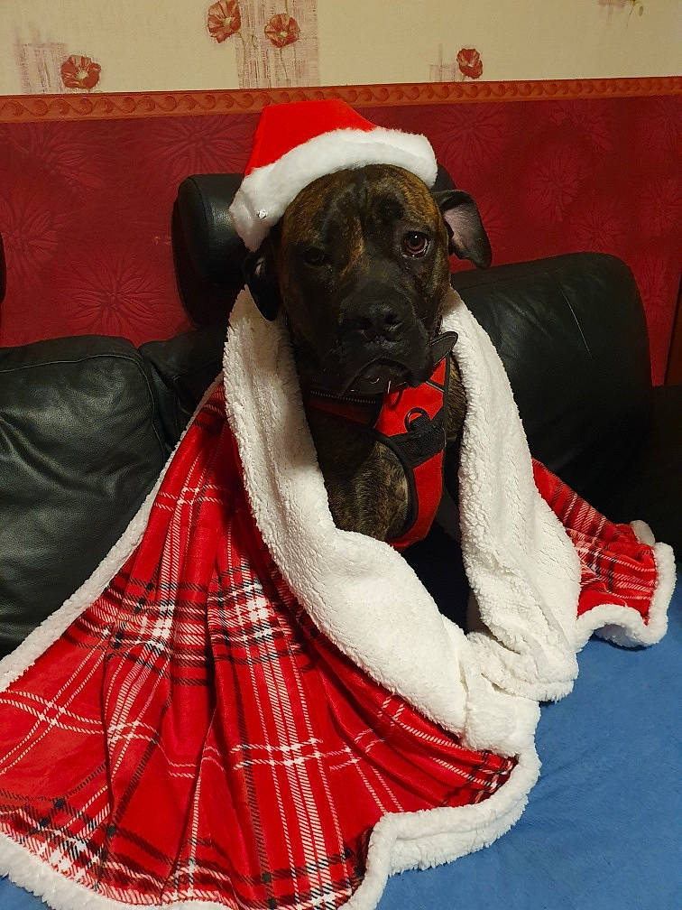 Oslo participe au concours pour gagner de l'argent avec cette photo : canidae, carnivore, companion_dog, design, dog, dog_breed, fawn, guard_dog, pattern, plaid, snout, sporting_group, tartan