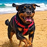Marley a rejoint le concours — aidez-le/la à gagner de superbes lots ! animal, beach, dog, ears_flapping, happy, nature, ocean, outdoor, pet, playful, puppy, rottweiler, running, sand, sky, summer, sunny, tongue_out, water, waves