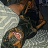 Marley a rejoint le concours — aidez-le/la à gagner de superbes lots ! animal, bed, blanket, canine, comfort, dog, fur, happy, indoor, lying_down, mouth_open, paw, person_legs, pet, relaxed, rottweiler, sleeping_position, smiling, teeth, tongue