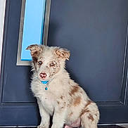 Akela a rejoint le concours — aidez-le/la à gagner de superbes lots ! puppy, dog, blue_eyes, collar, toy, plush_toy, door, floor_mat, indoor, pet, cute, furry, sitting, young_dog, brown_spots, white_fur, animal, domestic, curious, playful