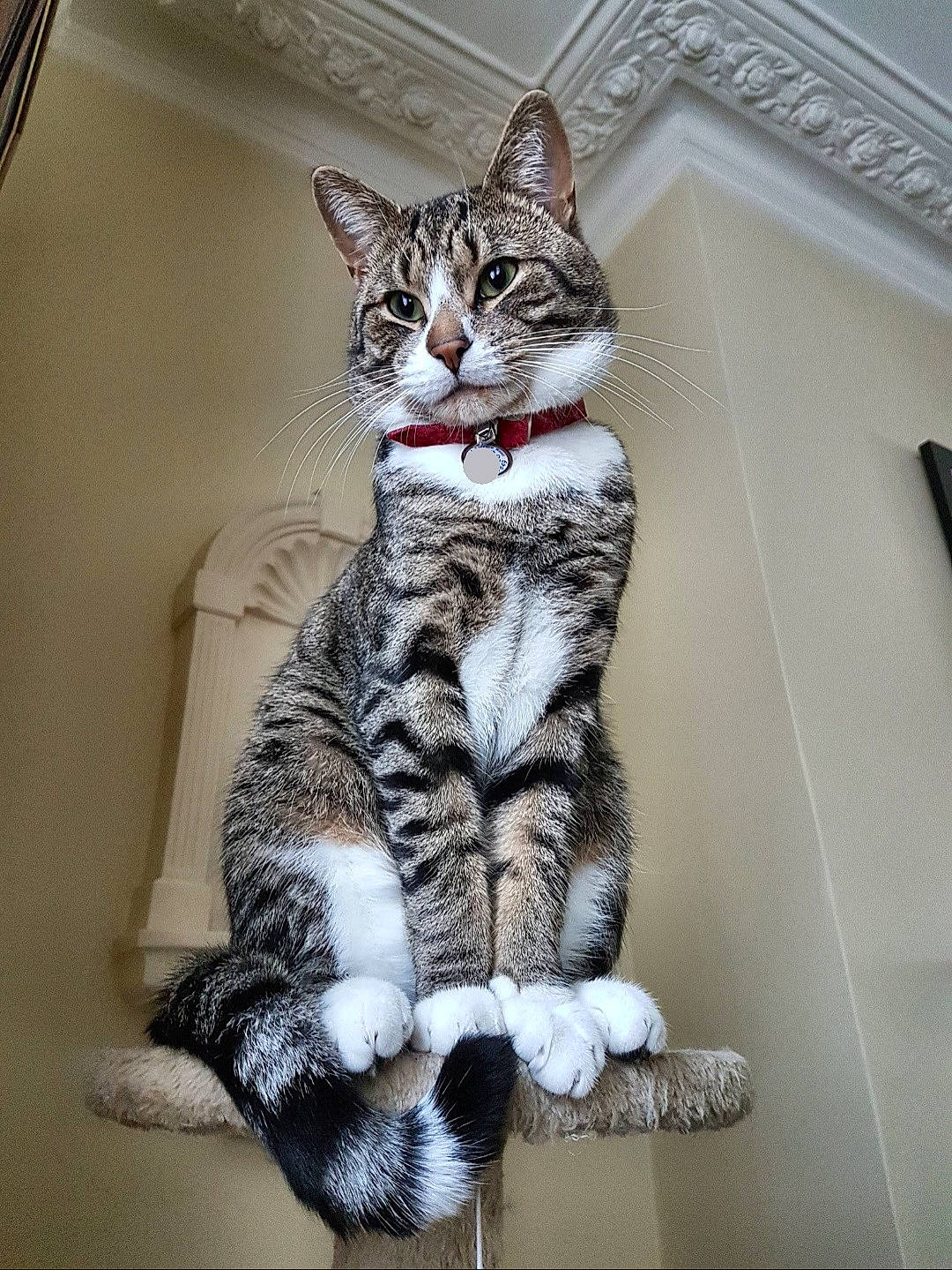 Scorpio joined the competition — help win amazing prizes! carnivore, cat, comfort, domestic_short_haired_cat, eye, felidae, foot, fur, grey, pattern, paw, sitting, small_to_medium_sized_cats, snout, tail, terrestrial_animal, whiskers